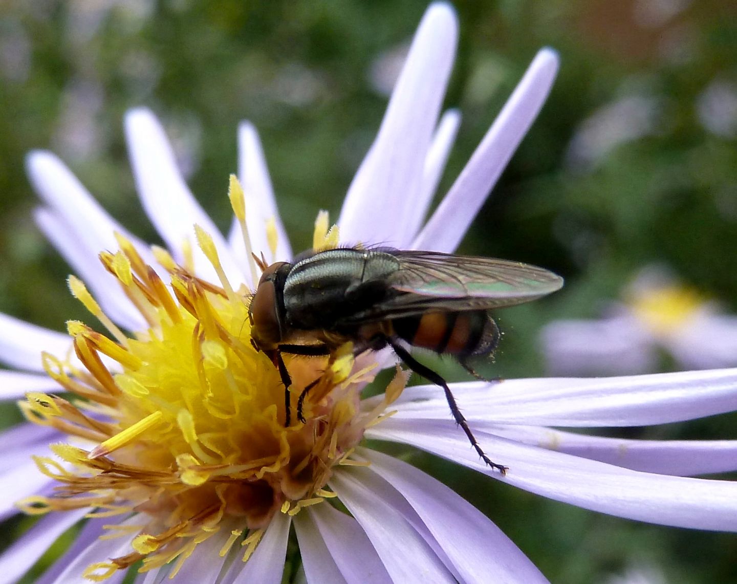 Maschio di Stomorhina lunata